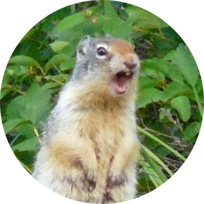 The Angry Squirrel